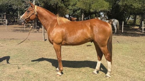 Caballo Alazan de 8 años de muy buena función