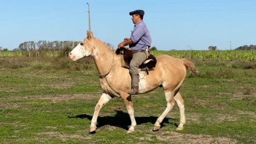 Caballo overo gateado manso escuela y funcional