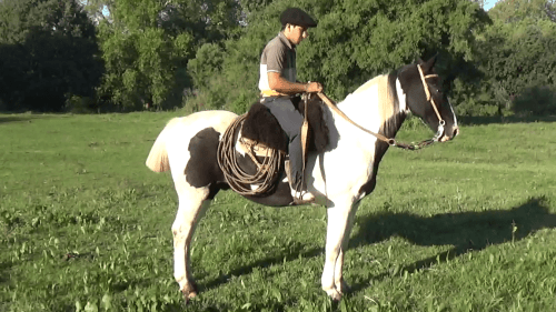 Caballo tobiano manso