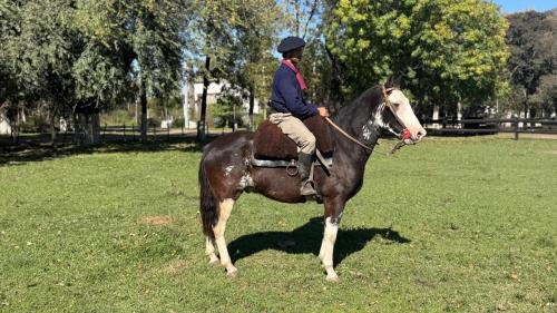 Caballo Picazo Overo Criollo Puro Registrado