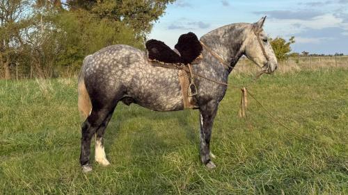 Caballo Percheron muy manso de andar liberal